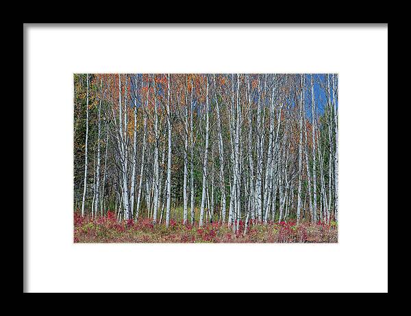 Autumn Views Framed Print featuring the photograph Red Orange Blue Stick Forest by James BO Insogna