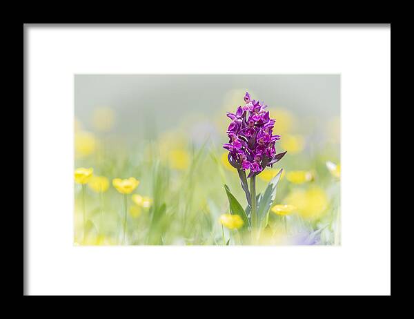 Nature Framed Print featuring the photograph Red Orchis by Antale.b