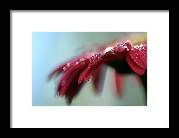 Petal Framed Print featuring the photograph Red Petals by Adriana Casellato