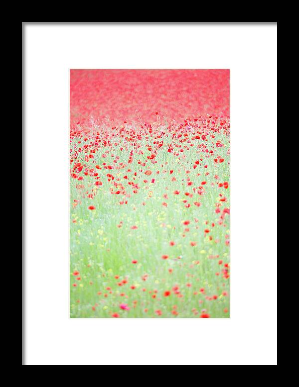  Framed Print featuring the photograph Red poppies in a meadow by Anita Nicholson