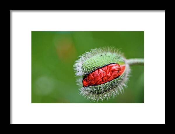 Bud Framed Print featuring the photograph Red Poppy Bud , Close-up by Universal Stopping Point Photography