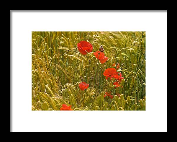 Alertness Framed Print featuring the photograph Red Poppy Flowers In Wheat Field by Chris Sattlberger