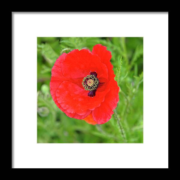 Red Poppy Framed Print featuring the photograph Red Poppy Square by Marianne Campolongo