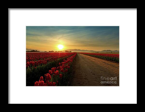 Skagit Framed Print featuring the photograph Red Red Rows by Beve Brown-Clark Photography