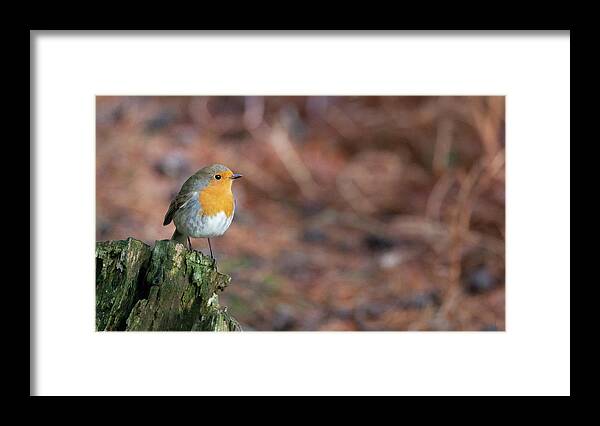 Robin Framed Print featuring the photograph Red Robin in the woods at Autumn by Anita Nicholson