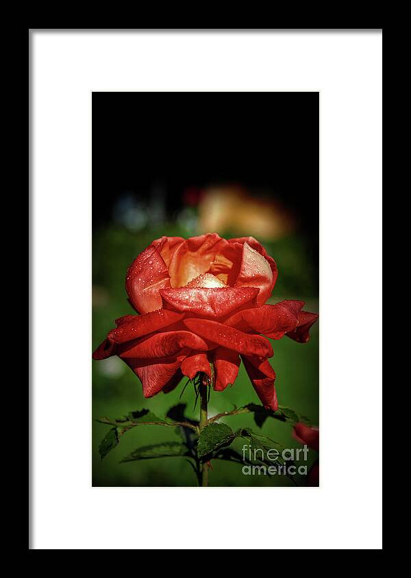 Beauty Framed Print featuring the photograph Red Rose Beauty by Stefano Senise