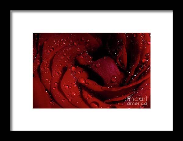 Rose Framed Print featuring the photograph Red Rose Layers by Mike Eingle