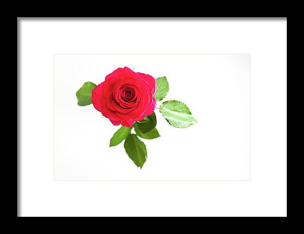 Red Rose Framed Print featuring the photograph Red Rose White Background by Helen Jackson
