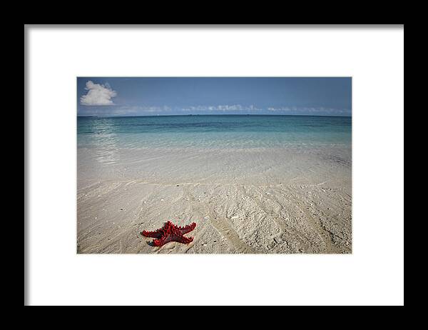 Tanzania Framed Print featuring the photograph Red Sea Star by Alessandro Capurso