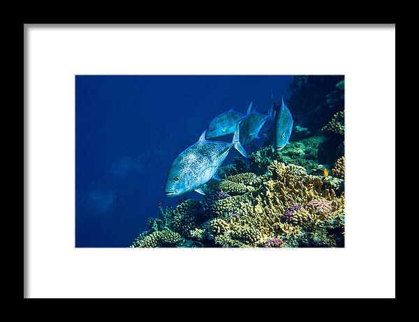 Underwater Framed Print featuring the photograph Red Sea Tuna by Alessandro Catta