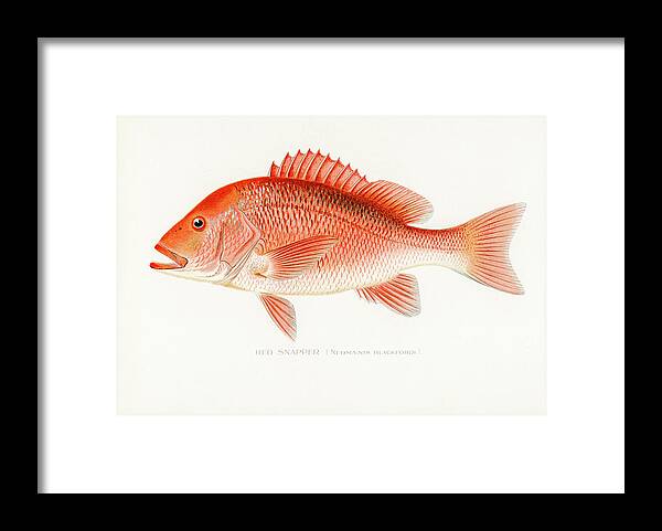 David Letts Framed Print featuring the drawing Red Snapper by David Letts