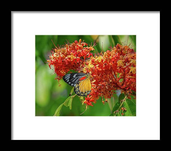 Nature Framed Print featuring the photograph Red-spot Jezebel Butterfly DTHN0235 by Gerry Gantt