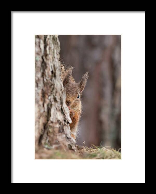 Red Framed Print featuring the photograph Red Squirrel Peering Round A Tree by Pete Walkden
