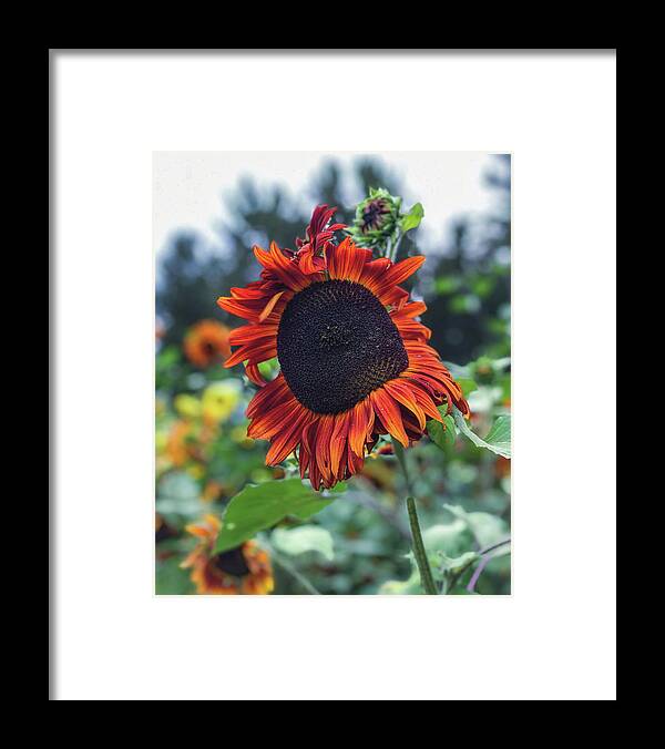 Flower Framed Print featuring the photograph Red Sunflower by Anamar Pictures