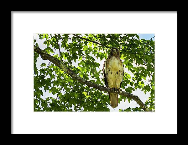 Red Tailed Hawk Framed Print featuring the photograph Red Tailed Hawk by Brenda Petrella Photography Llc