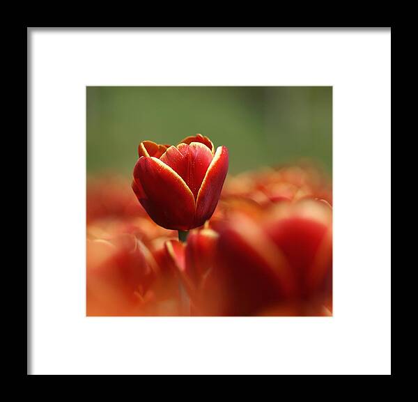 Netherlands Framed Print featuring the photograph Red Tulip Against A Soft Background by Chantal