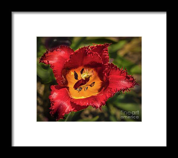 Tulip Framed Print featuring the photograph Red tulip by Lyl Dil Creations