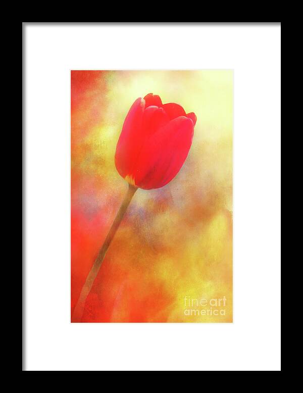 Tulip Framed Print featuring the photograph Red Tulip Reaching for the Sun by Anita Pollak