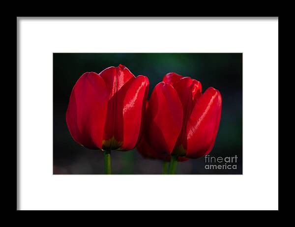 Photography Framed Print featuring the photograph Twin Red Tulips by Alma Danison