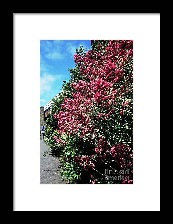 Botanical Framed Print featuring the photograph Red Valerian (centranthus Ruber) by Adrian T Sumner/science Photo Library