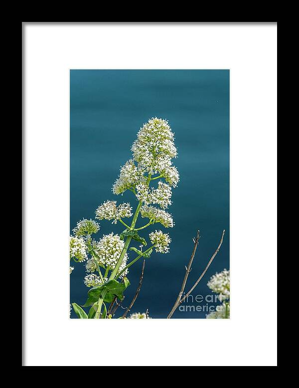 Flower Framed Print featuring the photograph Red Valerian (centranthus Ruber) by Bob Gibbons/science Photo Library