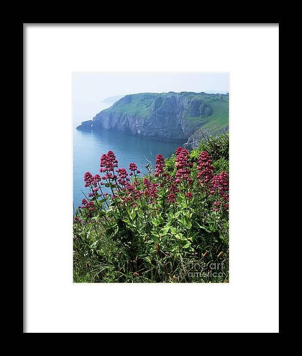 Botanical Framed Print featuring the photograph Red Valerian (centranthus Ruber) by Geoff Kidd/science Photo Library
