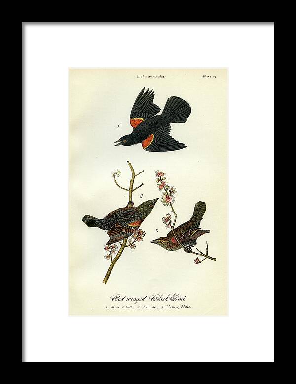 Bird Framed Print featuring the mixed media Red-Winged Black-Bird by Unknown
