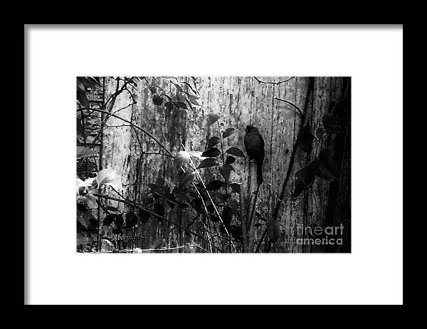 Red Birds Framed Print featuring the photograph Redbird Enjoying the Clarity of a Blue and Green Black and White Moment by Aberjhani