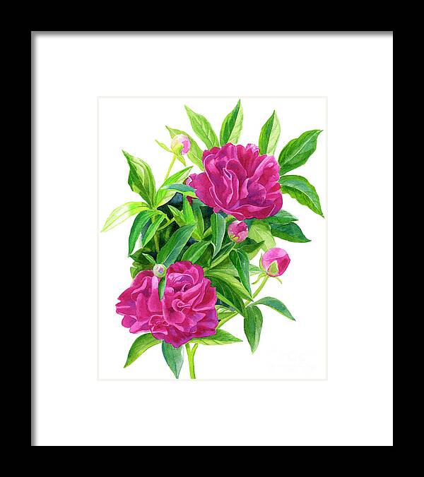 Red Framed Print featuring the painting Reddish Pink Peonies 2 by Sharon Freeman