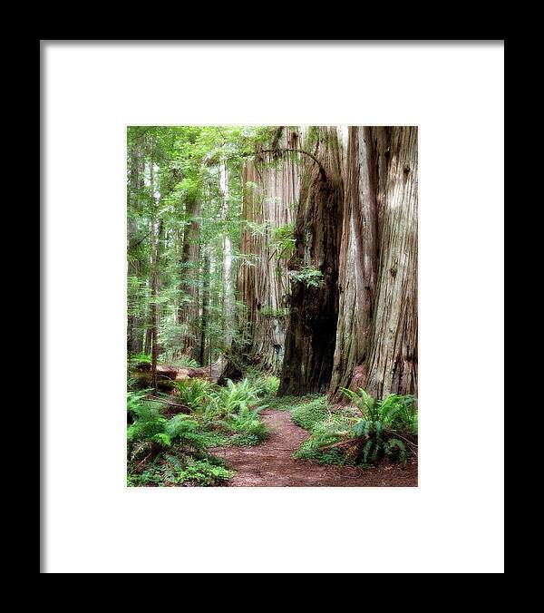 Bark Framed Print featuring the photograph Redwood Forest by Lana Trussell