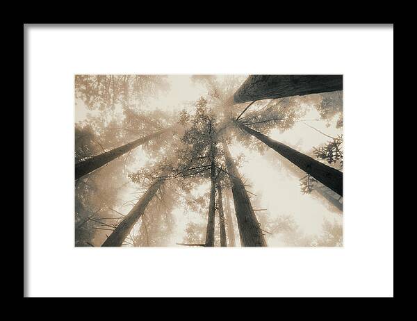 Scenics Framed Print featuring the photograph Redwood Forest, Northern California, Usa by Mel Curtis