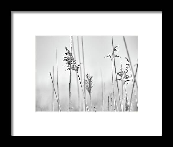 Reeds Framed Print featuring the photograph Reeds in the Mist by Marianne Campolongo