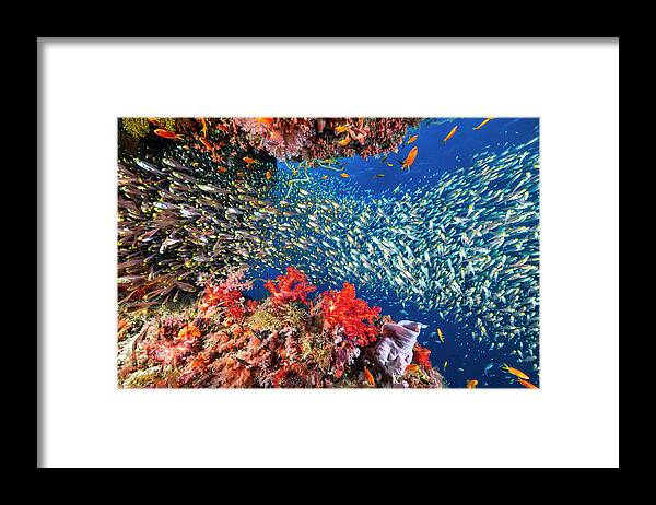 Underwater Framed Print featuring the photograph Reef Life by Barathieu Gabriel