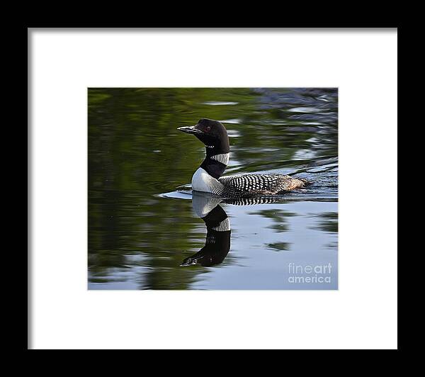 Reflection Framed Print featuring the photograph Reflecting Loon by Steve Brown