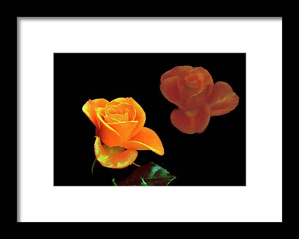 Rose Framed Print featuring the photograph Reflecting Rose by Ira Marcus