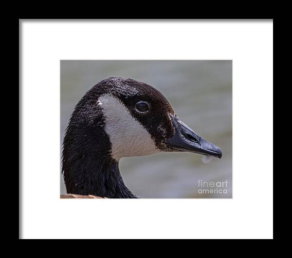 Photography Framed Print featuring the photograph Reflection in its Eyes by Alma Danison