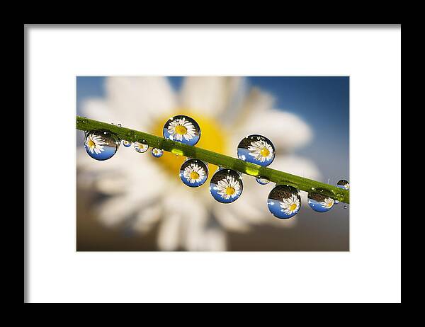 Macro Framed Print featuring the photograph Reflections In Dew Drops by Alberto Ghizzi Panizza