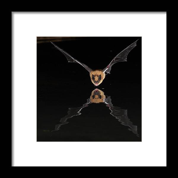 Bat Framed Print featuring the photograph Refueling by Peter Hudson
