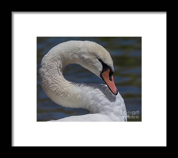 Photography Framed Print featuring the photograph Regal Swan by Alma Danison