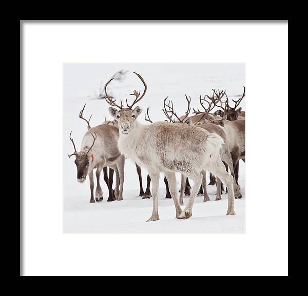 Snow Framed Print featuring the photograph Reindeer With Antlers by Eva Mårtensson