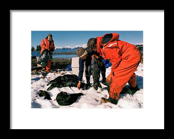 Following Framed Print featuring the photograph Rescue Crews Recovering Dead Sea Otters by Bettmann