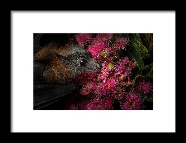Animal Framed Print featuring the photograph Rescued And Orphaned Grey-headed Flying-fox In Captivity by Doug Gimesy / Naturepl.com