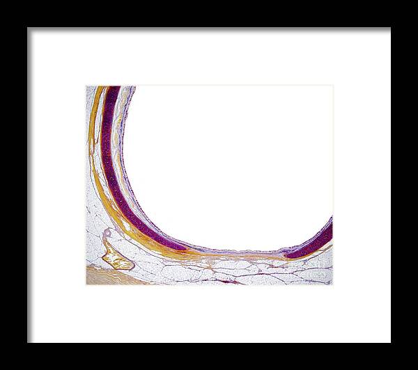 Cilia Framed Print featuring the photograph Respiratory Epithelium by Jose Calvo/science Photo Library