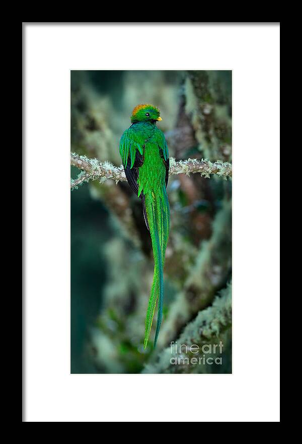 Beak Framed Print featuring the photograph Resplendent Quetzal Pharomachrus by Ondrej Prosicky