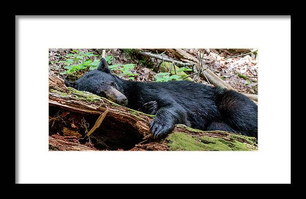 Black Bear Framed Print featuring the photograph Resting Comfortably by Marcy Wielfaert