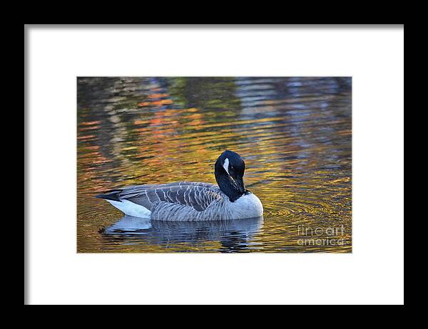 Goose Framed Print featuring the photograph Resting In Solitude by Dani McEvoy