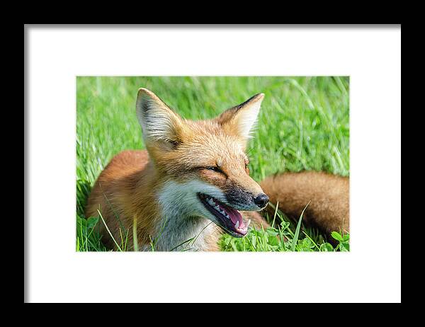 Cavendish Framed Print featuring the photograph Resting Red Fox by Douglas Wielfaert