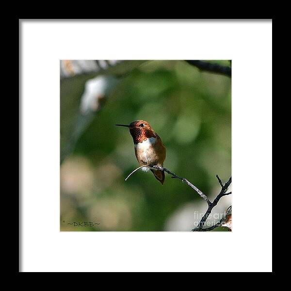 Hummingbird Framed Print featuring the photograph Resting Rufous by Dorrene BrownButterfield