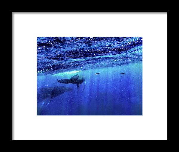Humpback Whales Framed Print featuring the photograph Return by Louise Lindsay