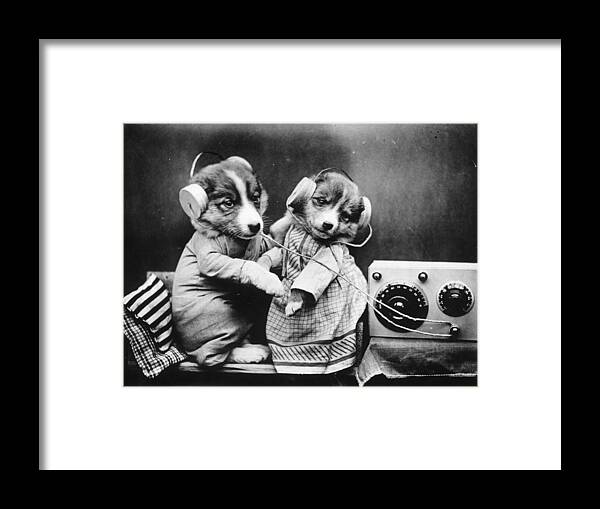 Pets Framed Print featuring the photograph Revelling Pups by M. Fresco